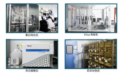 美迪西抗体开发平台.jpg 美迪西抗体开发平台.jpg